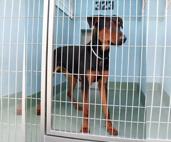 Medium Photo #2 Doberman Pinscher Puppy For Sale in Pasadena, CA, USA