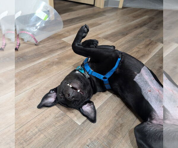 Medium Photo #14 Labrador Retriever-Unknown Mix Puppy For Sale in Fargo, ND, USA