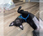 Small #13 Labrador Retriever Mix