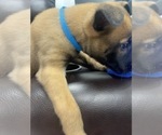 Small Photo #74 Belgian Malinois Puppy For Sale in REESEVILLE, WI, USA