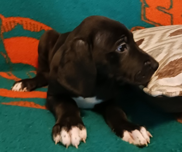 Medium Photo #1 Great Dane Puppy For Sale in ROCHESTER, NY, USA
