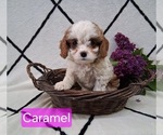 Small #2 Cavapoo (Miniature)