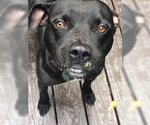 Small #1 Breeder Profile image