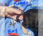 Small Photo #17 Chizer Puppy For Sale in MONTEZUMA, GA, USA