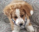 Small Photo #2 Miniature Bernedoodle-Poodle (Toy) Mix Puppy For Sale in HERRIMAN, UT, USA