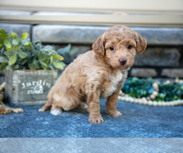 Medium Photo #9 Poovanese Puppy For Sale in SUGARCREEK, OH, USA