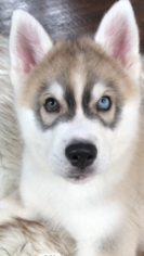 Siberian Husky Puppy for sale in TULSA, OK, USA