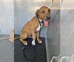 Small American Staffordshire Terrier Mix