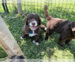 Double Doodle Puppy for sale in PUMPKIN CTR, CA, USA