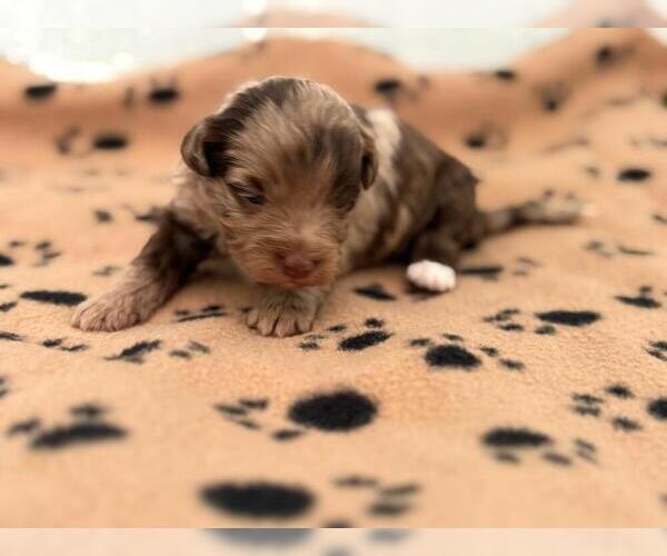 Medium Photo #4 Poovanese Puppy For Sale in TUCSON, AZ, USA