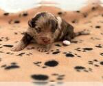 Small #3 Poovanese