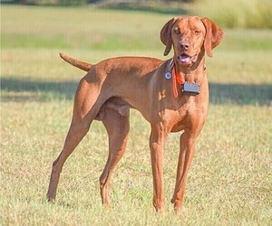 Father of the Vizsla puppies born on 11/18/2022