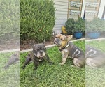 Small Photo #1 French Bulldog Puppy For Sale in CLEVELAND, OK, USA