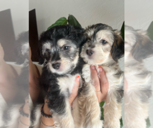 Maltese-Schnoodle (Miniature) Mix Puppy for sale in BERMUDA DUNES, CA, USA