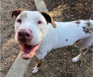 Mutt Dogs for adoption in Plano, TX, USA