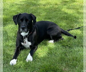 Lucy - Female Boxador Dog for Adoption - Photo #4
