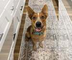 Small Mutt