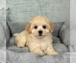 Small #1 Maltipoo