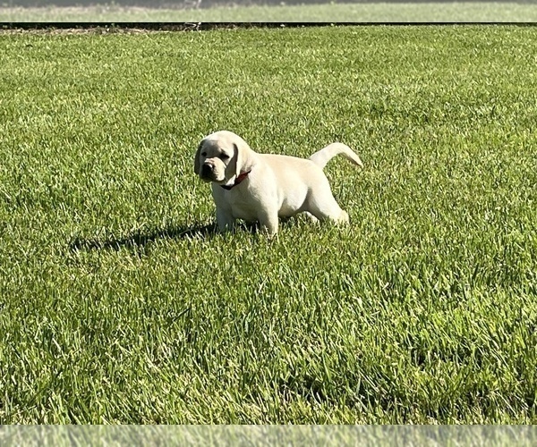Medium Photo #15 Labrador Retriever Puppy For Sale in BLANCHESTER, OH, USA