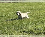 Small #14 Labrador Retriever
