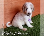 Small Photo #9 Goldendoodle-Poodle (Standard) Mix Puppy For Sale in OVERGAARD, AZ, USA