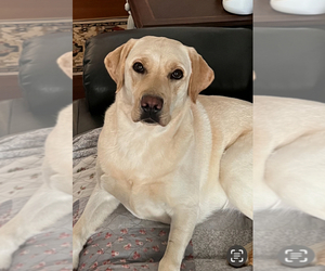 Mother of the Labrador Retriever puppies born on 11/04/2025