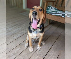 Mutt Dogs for adoption in Vail, AZ, USA