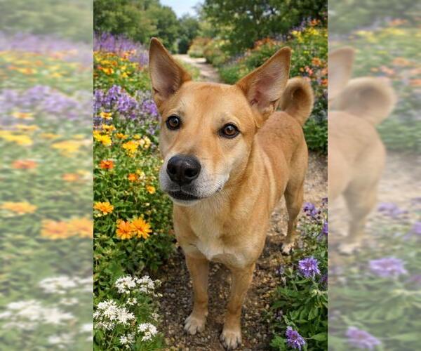 Medium Photo #1 Labrador Retriever Puppy For Sale in Globe, AZ, USA