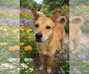 Labrador Retriever Dogs for adoption in Globe, AZ, USA