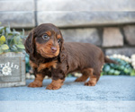 Small #1 Dachshund