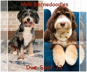 Bernedoodle (Miniature) Puppy for sale in ROCK HILL, SC, USA