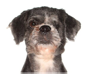 Shih Tzu Dogs for adoption in Oakland Park, FL, USA