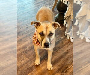 Black Mouth Cur-Unknown Mix Dogs for adoption in Wakefield, RI, USA