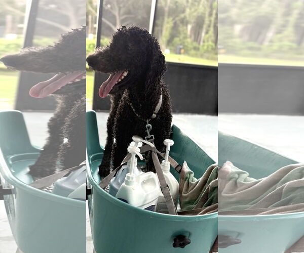 Medium Photo #4 Goldendoodle Puppy For Sale in Valrico, FL, USA