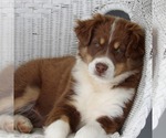 Small #5 Australian Shepherd