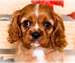 Small #2 Cavalier King Charles Spaniel