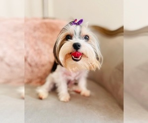 Mother of the Yorkshire Terrier puppies born on 07/25/2025