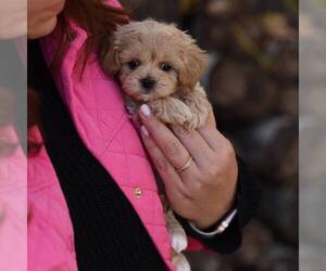 Maltipoo Dogs for adoption in HOUSTON, TX, USA