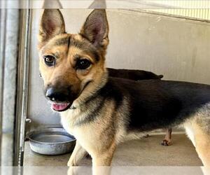 German Shepherd Dog Dogs for adoption in San Bernardino, CA, USA