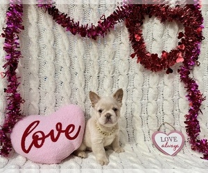 French Bulldog Puppy for sale in DERIDDER, LA, USA