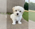 Small Photo #1 Maltese Puppy For Sale in SARASOTA, FL, USA