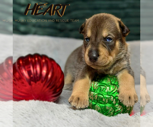 Siberian Husky-Unknown Mix Dogs for adoption in Severn, MD, USA