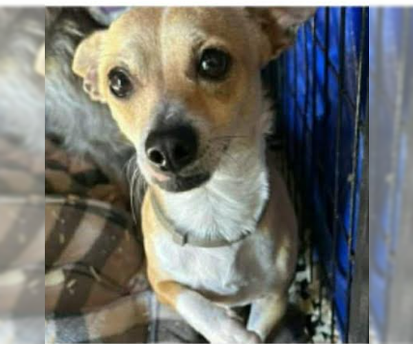 Medium Photo #1 Chihuahua-Unknown Mix Puppy For Sale in Cranston, RI, USA