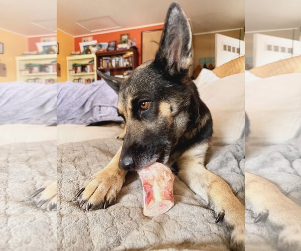 Medium Photo #2 German Shepherd Dog-Unknown Mix Puppy For Sale in phoenix, AZ, USA