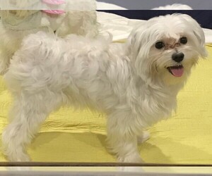 Father of the Maltese puppies born on 04/17/2025