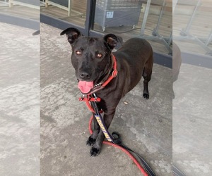 Venus - Female Labrador Retriever-Unknown Mix Dog for Adoption - Photo #4
