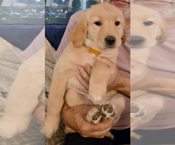 Medium Photo #9 Golden Retriever Puppy For Sale in KISSIMMEE, FL, USA