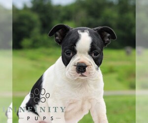 Boston Terrier Puppy for sale in MANHEIM, PA, USA
