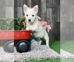 Small #3 West Highland White Terrier