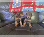 Small Photo #7 Doberman Pinscher Puppy For Sale in LAFAYETTE, IN, USA